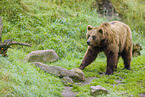 brown bear