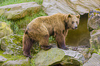 brown bear