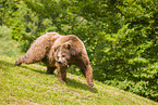 brown bear