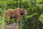brown bear