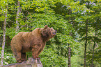 brown bear