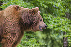 brown bear