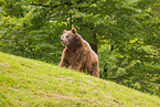 brown bear