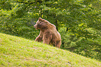 brown bear