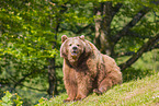 brown bear