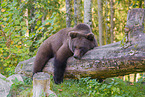 brown bear