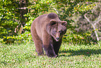 brown bear