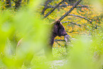 brown bear