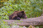 brown bear