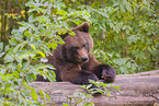 brown bear