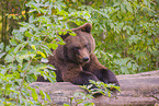 brown bear