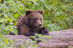 brown bear