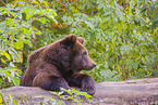 brown bear