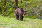 brown bear