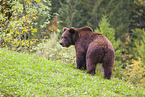 brown bear