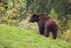 brown bear