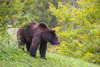 brown bear