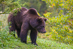 brown bear