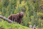 brown bear