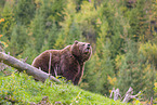 brown bear