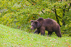 brown bear