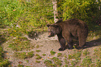 brown bear