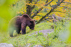 brown bear