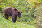 brown bear