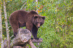 brown bear