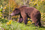 brown bear