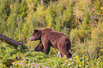 brown bear