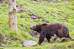 brown bear