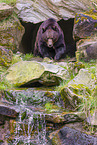 brown bear