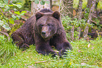 brown bear