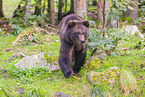 brown bear