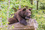 brown bear