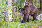 brown bear