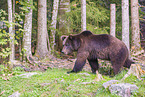 brown bear