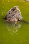 brown bear