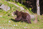 brown bear