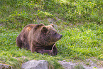 brown bear