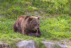 brown bear