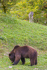 European Brown Bear