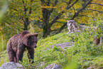 European Brown Bear