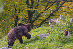 European Brown Bear