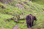 European Brown Bear