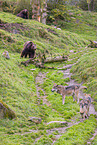 brown bear and eurasian greywolves