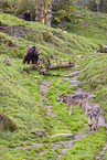 brown bear and eurasian greywolves