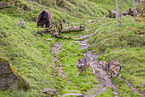 brown bear and eurasian greywolves