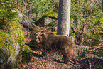 brown bear